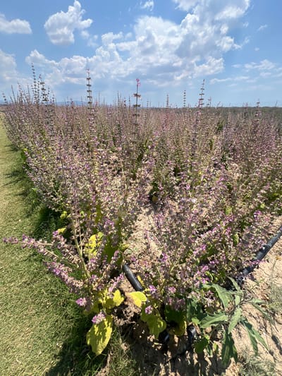 A field of purple flowering plants is shown under a bright blue sky with scattered white clouds. The plants are arranged in neat rows, with a strip of green grass on the left side of the image. The ground is dry and sandy, and a black irrigation pipe runs along the rows of plants. The field appears to be a cultivated agricultural area, possibly a farm or nursery, located in or near the city of Kardia, Greece. There are no people or animals visible in the image.