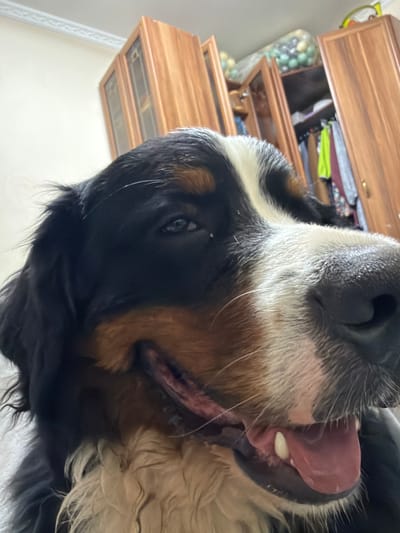This is a close-up, low-angle, outdoor, daytime photograph of a Bernese Mountain Dog. The dog's face is the primary subject, with its head tilted and mouth open, tongue hanging out. Its fur is black, white, and tan. The background is slightly blurred but shows a wooden cabinet with drawers. One drawer is open, revealing neatly folded clothes and a bag of what appear to be decorative eggs. The setting appears to be domestic, possibly a home. The dog's expression seems playful or excited. The lighting suggests it is daytime, and no specific weather conditions are apparent. There is no visible text in the image. The location context provided is Nakhabino, Russia.