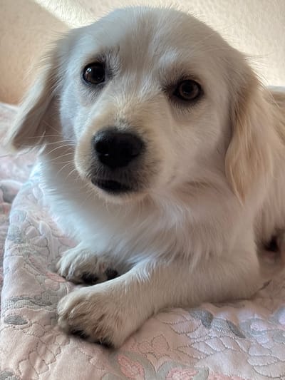 This is a close-up, high-angle shot of a light-colored puppy lying on a textured blanket. The puppy has dark eyes, a black nose, and light fur. Its head is tilted, and its gaze is directed towards the viewer, conveying a sense of curiosity or innocence. One of its front paws rests on the blanket. The blanket has a floral pattern with pink and grey accents. The background is blurred, suggesting a shallow depth of field, and appears to be a light-colored surface, possibly a wall or another blanket. There is no visible text in the image. The scene appears to be indoors, likely in a home environment, and the lighting suggests it could be daytime. The overall mood is peaceful and endearing, highlighting the puppy's cute appearance.