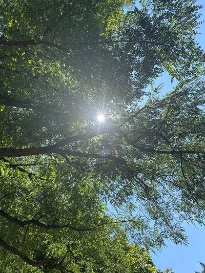 This image captures a low-angle view looking upwards through the canopy of a tree on a sunny day. The sun's rays pierce through the dense green foliage, creating a bright halo effect and dappling the leaves with light. The sky is a clear, vibrant blue. The tree's branches are visible, dark and textured against the bright leaves. No people or specific landmarks within Betzdorf, Germany are discernible in this image; it focuses solely on the natural elements of the tree and sky.