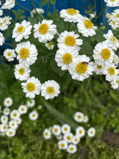 The image depicts a cluster of white and yellow daisies, possibly Feverfew, in bloom against a blurred background of green foliage and a vibrant blue structure, possibly a fence or building. The flowers are detailed, with prominent yellow centers and white petals, and some exhibit slight variations in size and stage of bloom. One flower in the upper right quadrant of the image has a small brown insect resting on its yellow center. The lower portion of the image transitions to a softer focus, showcasing more daisies and greenery, with hints of mossy textures and a few other blurred natural elements. The overall impression is one of a close-up view of a garden or natural setting, likely outdoors, with the focus on the delicate beauty of the flowers. No specific identifiable landmarks or structures definitively place this image in Kozmodemyansk, Russia, but the flora suggests a temperate climate.