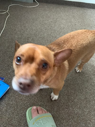 An overhead shot captures a small, tan dog standing on a carpeted floor. The dog's head is tilted towards the camera, its eyes wide and attentive. A person's foot wearing a light green sandal is visible in the foreground. The background shows a carpeted floor and a white cord snaking across it. The scene is indoors, likely a residential setting.