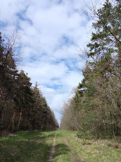 This vertical shot captures a peaceful, straight dirt path or track cutting through a forest in Елец-Маланино, Russia. The path, showing faint tracks, is covered in green grass and recedes into the distance, flanked on both sides by dense trees. On the left, tall coniferous trees with dark green needles stand alongside deciduous trees, some with bare branches and others showing early signs of spring foliage. The right side mirrors this composition, featuring a mix of evergreen pines and deciduous trees, many still largely bare. The ground on either side of the path is lush with green grass and various undergrowth. Above, a bright, partly cloudy sky dominates, with scattered white clouds set against patches of clear blue. The overall impression is one of a quiet, natural pathway inviting exploration. No people, animals, or visible text are present in the scene. The weather appears fair and bright, indicative of daytime.