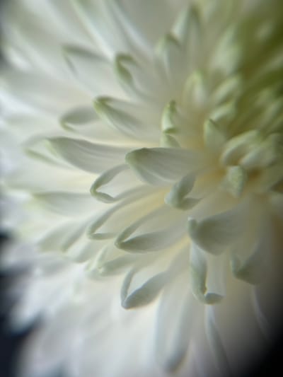 The image is a close-up, macro photograph of a white flower, possibly a chrysanthemum, with delicate, layered petals. The lighting is soft, creating a diffused glow that highlights the textures and subtle variations in color, with hints of pale green towards the center of the bloom. The background is dark and out of focus, emphasizing the flower as the sole subject. There are no people, actions, interactions, or elements of a cityscape visible in the image, and therefore no connection to Боголюбово, Russia can be made based on the visual information provided.