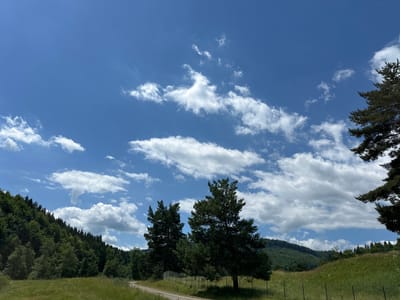 The image depicts a rural landscape under a bright blue sky with scattered white clouds. In the foreground, a grassy field is visible, with a dirt path winding through it. Two large evergreen trees stand prominently in the middle ground, with a low wire fence running behind them. To the left, a dense forest covers a hillside. In the background, rolling hills are covered with trees. The scene is characteristic of the natural environment found in and around Mitocu Bălan, Romania.