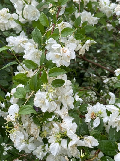 The image shows a close-up view of a blooming bush with numerous white flowers and green leaves. The flowers appear to be a type of jasmine, with multiple petals and some showing signs of wilting or browning. Water droplets are visible on some of the petals and leaves, suggesting recent rain or dew. The background is blurred, consisting of more greenery and branches, indicating a natural outdoor setting. There are no people or specific identifiable landmarks visible in the image. The location is not determinable from the visual information provided in the image.