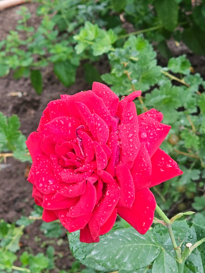 A vibrant, close-up shot focuses on a deep red rose, its petals glistening with numerous water droplets. The rose is in full bloom, with its numerous layers of petals tightly packed, revealing a deeper, almost purplish hue in its center. The water droplets create tiny, reflective spheres, highlighting the velvety texture of the petals.

Behind the rose, the background is a soft blur of green foliage and dark soil. The leaves are varied in shape and size, some appearing smooth and others more textured. The overall impression is that of a garden scene, likely outdoors.

The presence of water droplets on the rose suggests recent rain or watering, indicating a damp or humid weather condition. The lighting appears natural, suggesting it's daytime, with no harsh shadows to indicate a specific time of day. The location context provided is Заречное, Kyrgyzstan, which adds a geographical element to the scene. There is no text visible in the image. The focus is entirely on the natural beauty of the rose.