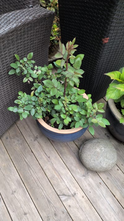 An overhead, slightly angled medium shot captures a rose bush in a blue ceramic pot situated on a weathered wooden deck. The rose bush is the central subject, displaying numerous green leaves and reddish stems. To the left of the pot, a dark brown woven chair back is partially visible, and to the right, a tall black planter stands. A round, grey stone rests on the wooden planks to the right of the rose pot. The background shows hints of other greenery and foliage. The image appears to be taken outdoors during daylight. The setting is likely a residential deck or patio. No people are present in the image.