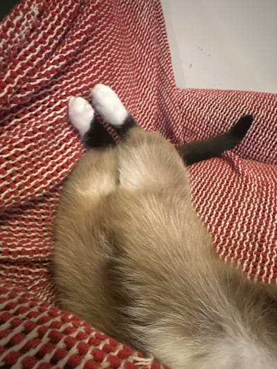 The image shows the rear end of a Siamese cat lying on a red and white textured blanket. The cat's hind legs and tail are visible. The paws are white, and the tail is dark brown. The cat is positioned with its hindquarters facing the camera. The environment appears to be indoors, with the blanket likely on a piece of furniture. There is no indication of the city of Thora, Australia, or any other specific geographical location.