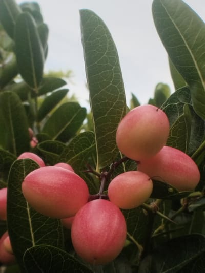 The image shows a cluster of pinkish-red fruits, possibly berries, hanging from a branch among green leaves. The leaves are elongated and have visible vein patterns. The background is a slightly overcast sky. The location is Meuriya, Indonesia.