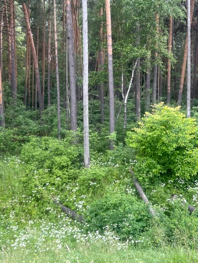 The image depicts a forest scene in Lukhovitsy, Russia. The foreground is dominated by a dense thicket of green foliage interspersed with small white flowers. Several fallen logs are scattered within this area, some covered in greenery. Beyond this, a dense stand of pine trees with dark, rough bark stretches vertically across the frame. The trees are packed closely together, creating a sense of depth and a textured background.

The lighting suggests it is daytime, with soft, diffused light filtering through the trees. The overall impression is one of a wild, natural environment, likely during a mild season given the lush greenery and blooming flowers. There are no people or discernible structures visible, emphasizing the natural setting. The image is oriented such that the trees appear to be growing horizontally, suggesting the photo may have been taken with the camera rotated. There is no visible text in the image.