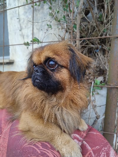 A small, brachycephalic dog, appearing to be a Pekingese or similar breed, is depicted lying on a patterned red and white fabric surface. The dog features predominantly tan to reddish-brown fur, a distinct black muzzle, and dark eyes. Its head is turned to its left, away from the viewer. In the background, a metal wire fence is visible, with sparse green foliage and bare branches intertwined. To the left, a light-colored concrete or stucco wall with a window element is partially visible. A vertical rusted metal pole stands on the right side of the background. The scene is located in Dolno Linevo, Bulgaria.
