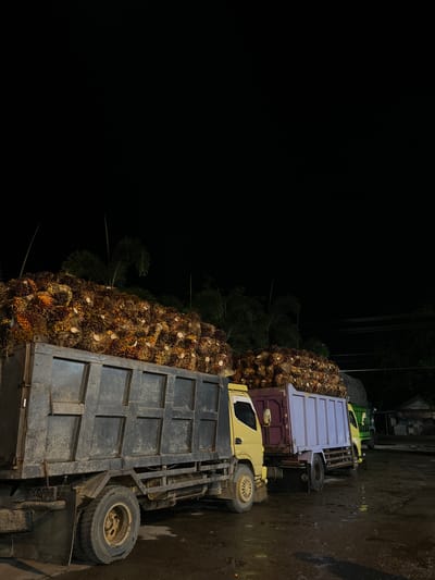 The image shows three trucks loaded with palm fruit in Seunebobaru, Indonesia, at night. The trucks are parked on a wet, muddy surface, and the sky is dark. The first truck, a large dump truck, is in the foreground and is filled with palm fruit. To its right is a yellow truck, also loaded with palm fruit. Behind that is a light purple truck, and further in the background, a green truck. Trees are visible behind the trucks, and in the far distance, there is a building that appears to be part of a facility. The lighting suggests artificial illumination is present, casting reflections on the wet ground and highlighting the trucks and their cargo.