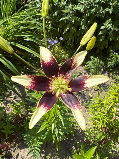 A close-up, high-angle shot captures a striking lily in bloom. The lily's petals exhibit a dramatic bicolor pattern, with deep burgundy coloring at the base fading to a creamy yellow at the tips. These colors are further enhanced by speckling of burgundy at the edges of the yellow. Three unopened lily buds, still green and pointed, are visible in the upper portion of the frame. The lily is surrounded by lush green foliage, with some of the leaves appearing long and slender while others are more feathery. The background consists of more green plants and a hint of soil on the ground. A small cluster of tiny purple flowers is visible in the upper left quadrant, adding a subtle splash of contrasting color. The lighting suggests a sunny day, casting shadows on the ground. The scene is devoid of human presence and appears to be a natural setting within a garden or park. This image was captured in the village of Yaremiets, Yaremietski Selsavi, Belarus.