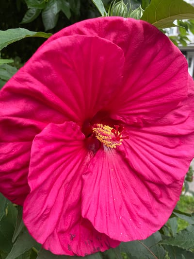 This is a close-up, eye-level, full-frame shot of a vibrant pink hibiscus flower. The flower is dominant in the frame, with its large, ruffled petals unfurling outwards. The stamen, tipped with bright yellow pollen, is visible in the center of the flower. The background is softly blurred, showing green leaves and a hint of a building, suggesting an outdoor setting, possibly a garden or park within a residential area. The lighting appears to be natural daylight, highlighting the texture and color of the petals. The image does not contain any people or specific landmarks that would definitively place it in Somerville, United States of America.