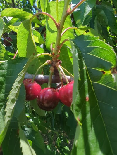 The image captures a cluster of ripe cherries on a tree branch, set against a backdrop of lush green leaves and dappled sunlight. The cherries are a deep red, some appearing almost black, and hang from thin stems. The leaves are large and serrated, with visible veins, indicating a healthy tree. The sunlight filters through the leaves, creating bright highlights and casting shadows, suggesting it is daytime. The image appears to be taken outdoors, likely in a garden or orchard. There is no indication of the specific location being Kozare, Bulgaria.