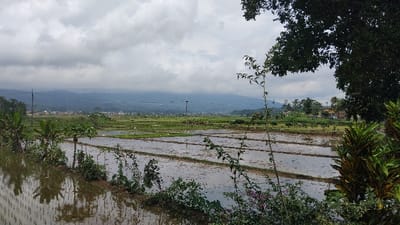 This wide-angle outdoor shot captures a vast rural landscape primarily composed of flooded rice paddies under an overcast sky. The scene is set in what appears to be a valley or plains area, with mountains forming the distant backdrop shrouded in light haze.

In the foreground, a significant portion of the image is dominated by rectangular rice paddies, many filled with reflective water, suggesting they are either newly prepared for planting or have very young crops. Reflections of the cloudy sky and surrounding vegetation are visible on the water's surface. Along the left edge and subtly across the bottom, various green plants, bushes, and a banana tree are visible, some partially obscuring the paddies. On the far right, a large, leafy tree's branches and foliage frame the top right corner of the image, with other tropical-looking plants in the lower right.

Moving into the mid-ground, more rice paddies extend towards the horizon, interspersed with patches of green vegetation and what appears to be a small village or scattered buildings. A tall, slender pole or communication tower stands vertically in the center-left mid-distance.

The background features a range of mountains, their peaks and slopes appearing dark green under the muted light of the cloudy sky. The sky itself is entirely covered by a thick layer of grey clouds, indicating an overcast day, possibly approaching rain or after a recent shower.

There are no people visibly engaged in any activity, and no discernible text is present in the image. The overall impression is one of a peaceful, agricultural setting in a humid, tropical climate, typical of the Kecamatan Panjalu region in Indonesia. The time of day is daytime, but without direct sunlight.