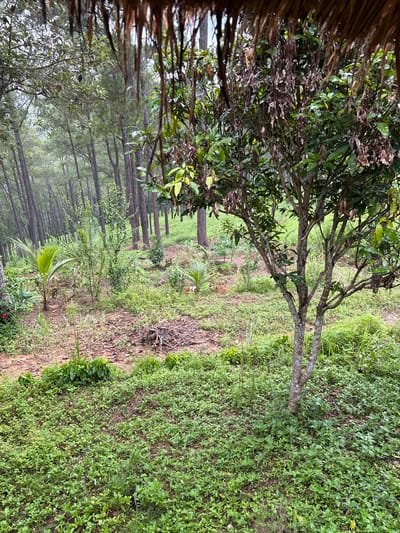 The image depicts a lush, green forest floor with a variety of plants and trees. In the foreground, a small tree with a textured bark stands prominently, surrounded by dense, low-lying vegetation. The ground is covered in a carpet of green leaves, with patches of exposed soil and fallen leaves. Further back, a dense growth of tall, slender trees with green foliage stretches into the distance, creating a somewhat hazy or misty atmosphere. The scene appears to be outdoors, likely in a natural environment within the city of Unknown, Cambodia, given the context of the prompt. There are no people or discernible animals present in the image. The overall impression is one of a tranquil and overgrown natural setting.