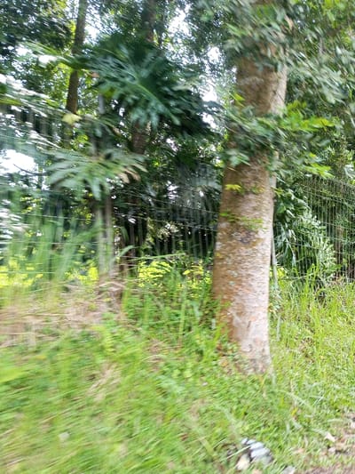 An outdoor scene in Namthoung, Laos, depicts dense vegetation observed through a wire mesh fence, exhibiting significant motion blur. A light-barked tree trunk stands prominently in the mid-right, partially obscured by green leaves. To the left, a large-leafed plant is visible through the fence. The foreground consists of blurred green grass and undergrowth. The background features a thick expanse of trees and foliage, appearing dark green due to shadows and distance. No individuals or specific actions are discernible. The environment is heavily vegetated, characteristic of a natural or undeveloped area.