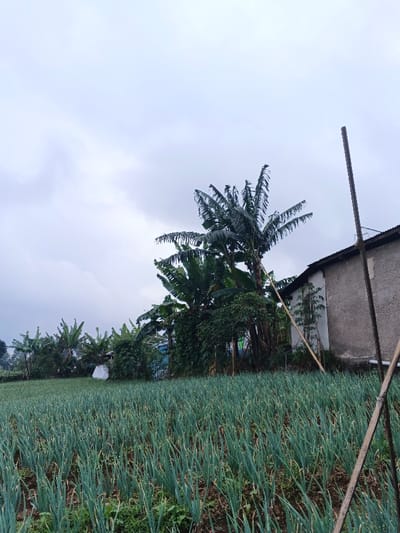A field of green, upright crops stretches to the horizon under a cloudy sky. Several banana trees stand interspersed along the field's edge, reaching towards the sky. A gray building, with its simple, rectangular shape, is partially visible behind the trees. Bamboo poles lean against the building, their thin lines contrasting with the solid structure.