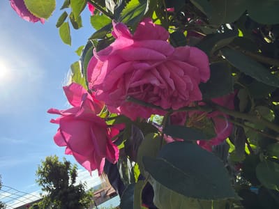 The image shows a close-up view of two large pink roses, framed by green leaves, against a bright blue sky with the sun shining. The roses are in full bloom, with many layers of petals. The leaves are dark green, with visible veins. The background reveals a glimpse of what appears to be a residential area, including a fence, trees, and houses with rooftops, suggesting an outdoor garden setting. Based on the information provided, the location is presumed to be in the city of Bratia Kunchevi, Bulgaria.
