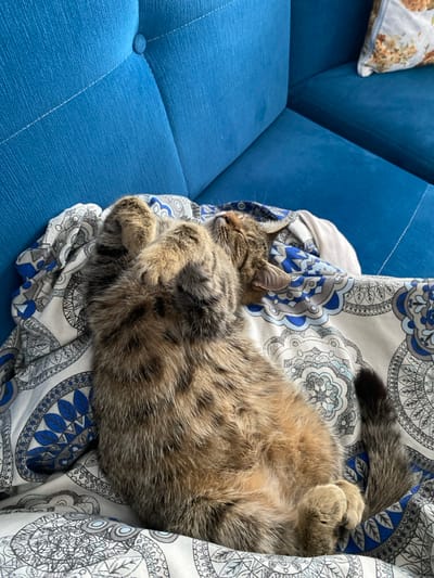 The image displays an indoor scene located in Sredkovets, Bulgaria. A domestic tabby cat, characterized by brown, black, and tan fur, is centrally positioned, lying on its back. Its eyes are closed, indicating a state of rest, and its front paws are curled towards its chest. The cat is situated on a white sheet adorned with a repeating pattern of blue, grey, and white paisley or mandala designs. Behind and to the right of the cat, a segment of a blue upholstered sofa, featuring visible tufting and buttons on its backrest, is present. A light-colored throw pillow with a muted floral pattern is visible resting on the blue sofa in the upper right quadrant of the image. The scene is illuminated by natural light.