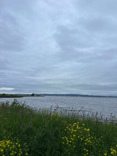 The image depicts a natural landscape with a body of water under an overcast sky. In the foreground, tall green grass and small yellow flowers grow along the bank. The water stretches to the horizon, where a treeline and undulating hills are visible. The overall atmosphere is serene and somewhat muted due to the cloudy weather. The location is identified as being in the city of Shul'dikha, Russia. There are no people or human activities visible in the image.