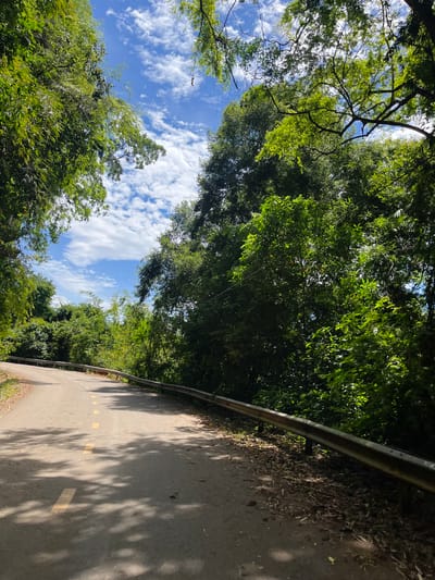 The image depicts a curved asphalt road with a yellow dashed line marking the center, winding through a lush, green forest. Tall trees, including bamboo, flank the road, casting dappled shadows on the pavement. A metal guardrail runs along the right side of the road. The sky above is a bright blue, dotted with fluffy white clouds, suggesting it is a sunny day. The scene is likely in Son Dien, Vietnam, given the dense tropical vegetation and the style of the road and guardrail. There are no people or animals visible in the image.