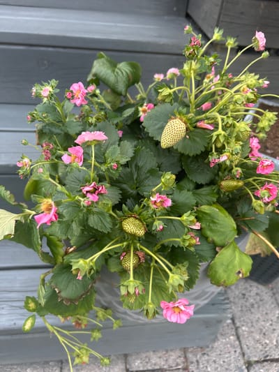 The image shows a potted strawberry plant with numerous pink flowers and developing green strawberries. The plant is situated outdoors on a gray wooden surface, possibly a deck or railing, with cobblestones visible in the lower right corner. The lighting suggests it is daytime. There are no people or animals present. The scene appears to be a domestic or garden setting. The location of Sandefjord, Norway is not discernible from the visual information in the image.