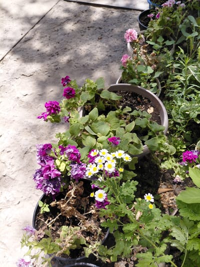 The image shows a close-up view of several potted plants with flowers on a cracked concrete surface. The plants are in various stages of bloom and some appear to be wilting. In the foreground, there are purple petunias and small white daisies with yellow centers. In the background, pink flowers are visible in other pots. The concrete surface is uneven and shows signs of wear. The lighting suggests it is daytime, with shadows cast on the ground. The location is identified as Бұлақты, Kazakhstan, though this information is not visually present in the image itself.