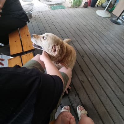 In Mureungdowon-myeon, South Korea, a golden retriever dog is being petted by a person sitting on a wooden deck. The person, wearing a black shirt and olive green shorts, is positioned on the left side of the frame, their legs visible and adorned with sandals. The dog, with light brown fur and a pink collar, is looking up and to the left, its mouth slightly open. The wooden deck, composed of gray planks, covers the ground. In the background, a section of a wooden table is visible, along with some greenery and a standing fan.