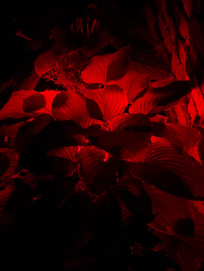 The image displays a cluster of broad, veined leaves illuminated by a stark red light, creating deep shadows and a dramatic, almost eerie atmosphere. The foliage appears dense and slightly overgrown, with some finer, wispy elements intermingled with the larger leaves, suggesting a natural or garden setting. The texture of the leaves is emphasized by the lighting, highlighting their ribbed surfaces. The background is almost entirely consumed by darkness, with hints of a rough, possibly bark-like texture on the right side, further contributing to the shadowy, obscured feel of the scene. The overall impression is one of organic forms dramatically rendered in intense color against a backdrop of pure black. There are no people or specific objects that would place this image in Chermen, Russia.