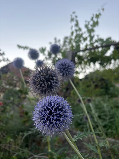 In Dolenje Grčevje, Slovenia, a close-up, low-angle shot captures a cluster of globe thistle flowers in a garden setting. The foreground is dominated by a bright purple globe thistle, its intricate, spiky petals clearly visible. Behind it, several other globe thistles, some in focus and others blurred, create depth. The background reveals foliage, a hint of a red-brick structure, and a wooden post, all softly out of focus. The sky is a pale, hazy blue, suggesting it is either early morning or late afternoon. The overall scene is serene and natural.
