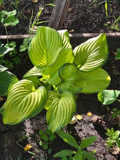 A close-up, overhead view captures a clump of vibrant green hosta plants in a garden bed. The hosta leaves are large, with prominent veins and a slightly variegated yellow-green hue, indicating they are healthy and receiving ample sunlight. The soil surrounding the plants is dark, moist, and appears to be mulched with small pieces of wood and scattered dry leaves and pinecones. Some sparse green grass and smaller, clover-like plants are visible growing amongst the hostas and in the background. A weathered wooden border runs along the top and left edges of the frame, suggesting the garden bed is contained. The lighting suggests it is daytime, with strong sunlight casting shadows. The image appears to be taken outdoors in a natural setting, likely a residential garden. The location in Petrushenko, Russia, implies a temperate climate suitable for hosta cultivation. No people or specific actions are depicted.