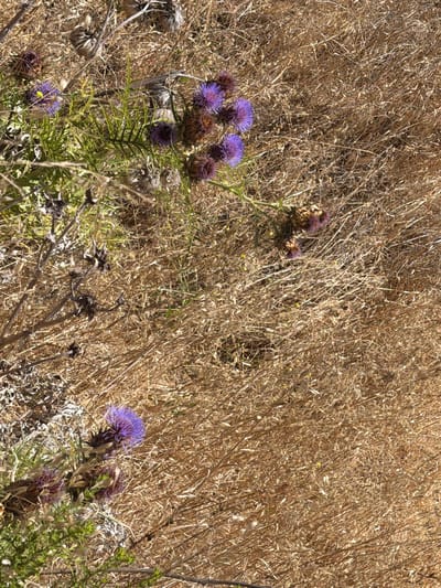 In Aliso Viejo, California, this image captures a close-up view of wild thistles with vibrant purple flowers and spiky seed heads scattered amongst dry, golden grass. The dry grass dominates the frame, suggesting a Mediterranean climate common to the region. Some green foliage from the thistles provides a contrast to the arid surroundings. The image appears to be taken outdoors during daylight.