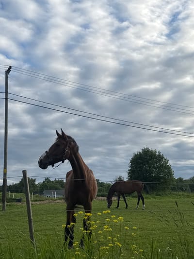 The media file shows a rural scene in Saue, Estonia, with two horses grazing in a grassy field under a cloudy sky. A brown horse is prominently featured in the foreground, its head turned towards the viewer, wearing a bridle. In the background, another brown horse is grazing. The field is dotted with yellow wildflowers and tall green grass, and a line of trees can be seen in the distance. There are also power lines and fencing visible, suggesting the presence of human infrastructure in the natural landscape. The weather appears to be overcast, with dramatic clouds filling the sky. The overall mood is peaceful and serene, capturing a moment of tranquility in the countryside. There is no visible text in the image.