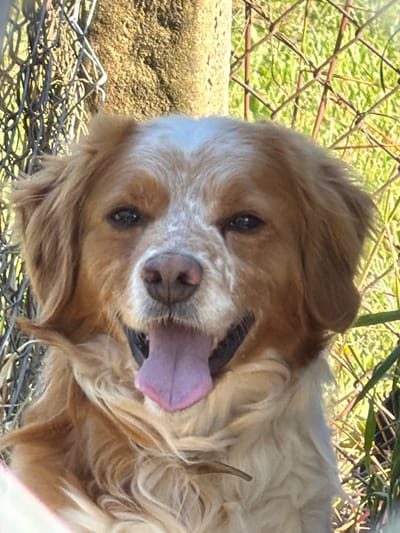 A tan and white dog is lying on its back, its tongue sticking out of its mouth. The dog is close to a chain-link fence, with grass and foliage visible behind the fence. Part of a rock or concrete surface is also visible near the fence. The image is rotated. There is no evidence to support that it is in Rosen, Bulgaria.