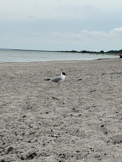 The image depicts a beach scene with a seagull standing on the sand in the foreground. The seagull is facing to the left, with its head turned slightly back towards the viewer. Its body is primarily white and gray, with black markings on its wings and tail. The sand is light gray and textured, with scattered debris such as small pieces of wood and dark-colored organic matter.
In the middle ground, a body of water, likely the sea, stretches horizontally across the image. The water is calm with gentle ripples. In the distance, a long, dark structure, possibly a pier or a breakwater, extends into the water from the left. Along the shoreline in the far distance, there are faint outlines of trees and some indistinct human figures near what appears to be a walkway or pier. The sky is overcast with pale gray clouds. The location is identified as Unknown, Denmark, suggesting a coastal area.