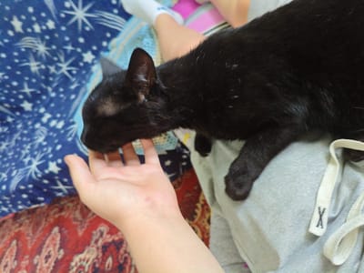 In an indoor setting, a black cat is lying on a person's lap. The cat's head is turned to the left, and it appears to be sniffing or interacting with the person's open left hand. The person is wearing gray sweatpants with white drawstrings. In the background, a blue blanket with white star patterns is visible, along with a red oriental rug. The scene is indoors, likely a home environment, and there is no indication of the city of Skorokhodove, Ukraine.