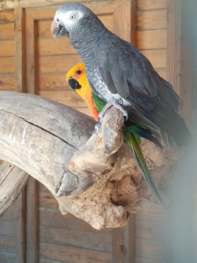 Two parrots are perched on a rough-textured tree branch. The larger parrot, on top, is predominantly gray with a white face and dark eyes. Its beak is light brown. The smaller parrot, partially visible beneath the larger one, is bright orange and yellow with a black beak and dark eyes. Both parrots appear to be looking to the left. The background consists of weathered wooden planks, suggesting an outdoor enclosure or aviary. There is no indication of a specific location within Penáguila, Spain.