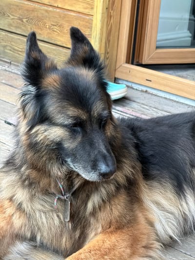 The image shows a German Shepherd dog lying on a wooden porch, possibly in Zimyonki, Russia. The dog is mostly black and tan, with long fur. It is lying on its side, with its head resting on its paws. A small, light blue sneaker is visible near the dog's head. A wooden frame and window are in the background. The lighting suggests it is daytime, and the weather appears to be calm. The dog's relaxed posture and closed eyes suggest it is resting or sleeping. There is a small, metallic tag on a colored cord around the dog's neck. No text is visible in the image.