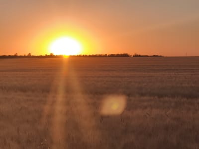 The image depicts a sunrise over a field of dry grass, likely wheat or barley, in Tyulenovo, Bulgaria. The sun is a bright, glowing orb in the upper left portion of the frame, casting a warm, golden light across the scene. A soft haze or mist hovers over the field, softening the light and adding a dreamy quality. In the distance, a thin line of trees and a wind turbine are visible on the horizon, suggesting a rural landscape. The sky transitions from a pale orange near the horizon to a soft, muted grey at the top of the image. There are no people or animals visible in the frame. The overall impression is one of natural beauty and tranquility.