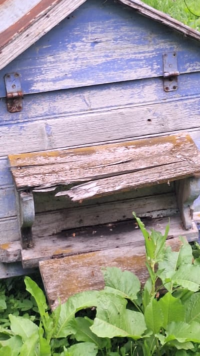 This media file shows an old, weathered wooden beehive, likely in an outdoor setting near Kursieši, Latvia. The beehive appears to be in a state of disrepair, with peeling blue paint on some sections and raw, aged wood on others. The structure is partially open, revealing wooden frames within, suggesting it is either currently in use or has been recently accessed.
Several small insects, likely bees, are visible around the opening of the hive and on the wooden surfaces, indicating ongoing activity. The surrounding environment is lush and green, with large, broad leaves of plants growing up around and over the beehive. This suggests a natural, possibly unkempt, location.
The lighting appears to be natural daylight, with soft shadows, suggesting it could be daytime, possibly late morning or afternoon. There are no people visible in the frame. The overall impression is one of a rustic, functional, and perhaps slightly neglected apiary, integrated into its natural surroundings. No text is visible in the media file.