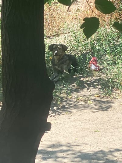 The image depicts a medium-sized, mixed-breed dog with brindle and white fur sitting in a grassy area. The dog is positioned in the middle ground, to the left of a red and white plastic bag. The background consists of dry grass and greenery, with the trunk of a large tree dominating the foreground on the left. Shadows from the tree and leaves are cast across the dusty ground. The scene appears to be an outdoor environment, possibly a park or a natural area within the village of Lopashchyne, Ukraine.