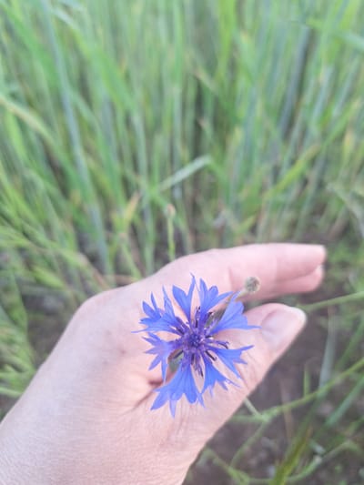 A hand gently holds a single blue cornflower in front of a blurry background of green grass. The cornflower is in focus, with its delicate blue petals radiating outwards from a darker center. The hand is pale and appears to be an adult's, with visible lines on the skin. The background is a wash of green and yellow hues, suggesting a natural outdoor setting, likely a field or meadow. The lighting is soft, indicating it might be early morning or late afternoon. The image was taken in the vicinity of Доктаравіцкі сельскі Савет, Belarus.
