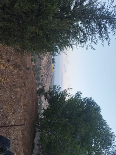This image presents an elevated view overlooking a landscape in the vicinity of Al-Burj, Palestinian Territory, captured during either early morning or late afternoon conditions.
The immediate foreground features a dry, reddish-brown earth slope with sparse, dried vegetation. In the lower-left corner, two dark, circular objects, likely discarded tires, are partially visible. A slender, dark-colored pole or stake is vertically embedded in the ground, positioned slightly to the left of the frame's center. Dense green foliage from large trees partially frames the view, with significant portions of branches and leaves obscuring the upper-left and lower-right quadrants of the original vertically oriented image (which corresponds to the left and right sides if viewed in standard landscape orientation).
The midground reveals a valley or depression, with the reddish-brown slope descending and then rising on the opposite side. Scattered green trees and shrubs dot the hillsides. On the distant opposing landmass, indistinct structures are visible, including a prominent, large, light-yellow or beige building. Beyond these structures, the horizon line is faint, showing a lighter band of sky that could indicate a distant plain or a body of water.
The background consists of a pale blue sky, lighter near the horizon, with several diffuse white clouds. No individuals are present in the observable scene. The environment is characterized by a dry, Mediterranean-type climate with hilly terrain and sparse to moderate vegetation, typical of rural areas in the Palestinian Territory.