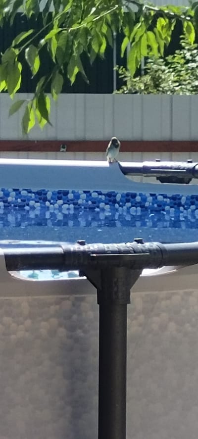 This is a medium shot, taken from a slightly low angle, of a small bird perched on the edge of a blue-tiled swimming pool. The bird is light-colored with darker markings on its head and back. It is facing towards the right side of the frame and appears to be looking downwards.
The swimming pool has a mosaic tile pattern in shades of blue and white. The edge of the pool is a pale blue, slightly curved structure. A dark metal pole with visible joints and fasteners extends upwards from the foreground, partially obscuring the lower part of the pool and the surrounding area. The pool appears to be outdoors.
Behind the pool, there is a fence or wall with a wooden top edge, painted a dark red. Above this, the leaves of a tree or shrub cast dappled shadows. The foliage is green and appears to be backlit by sunlight, suggesting a bright, sunny day. The background beyond the foliage is blurred but suggests more greenery.
The overall impression is a serene, daytime scene, possibly in a backyard or recreational area. There are no people visible. The focus is on the small bird and its immediate surroundings, highlighting a moment of natural observation. The lighting and shadows indicate it is likely daytime, with bright sunlight. There is no visible text in the image.