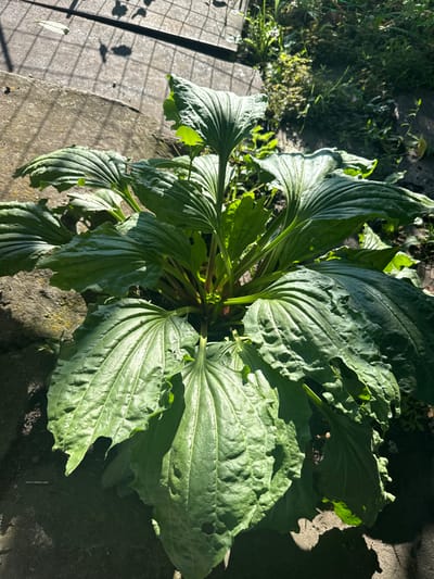 A large hosta plant with broad, green leaves is shown in an outdoor setting. The plant is positioned in the foreground, its leaves filling much of the frame. The leaves are deep green, with prominent veins and slightly wavy edges, some showing minor damage or holes. The plant appears to be growing in soil next to a concrete pathway or structure. Sunlight casts shadows across the scene, creating a play of light and dark on the leaves and the ground. In the background, there is vegetation, including grass and other plants, suggesting a garden or park environment. A metal grate or fence casts a patterned shadow on the concrete in the upper left portion of the image. There are no people visible in the image. The overall scene depicts a close-up view of a healthy hosta plant in a sunlit outdoor environment, possibly in a garden in Cherkessk, Russia, given the context provided.