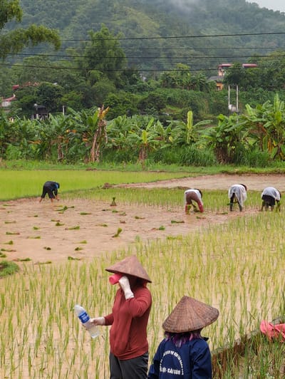 The image shows a rice paddy in Mậu Duệ Commune, Vietnam, with several people planting rice seedlings. In the foreground, a person wearing a conical hat and a red jacket is holding a bottle of water and a pink cup. Behind them, another person in a conical hat and a blue jacket is also in the rice paddy. In the background, several other individuals are bent over, planting seedlings in the muddy water. The rice paddy is surrounded by lush green vegetation, including banana trees and dense foliage, with a hilly, mist-covered landscape in the distance. Overhead, power lines crisscross the sky, and some houses are visible nestled amongst the trees on the hills. The overall impression is of a rural agricultural scene during planting season under overcast skies.
