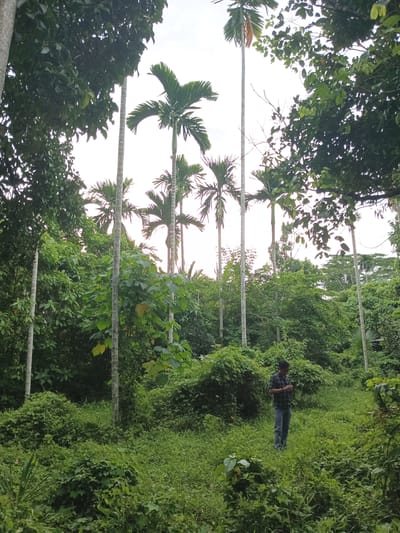 The image depicts a dense, verdant forest scene with a person standing amidst the foliage. The setting appears to be a tropical or subtropical region, characterized by lush greenery, tall palm trees with feathery fronds, and thick undergrowth. The ground is covered in a carpet of grass and smaller leafy plants, suggesting a humid environment.
The primary subject is a lone individual, a man dressed in a plaid shirt and jeans. He is standing in a clearing within the forest, looking down at something in his hands, possibly a phone or a small device. His posture is relaxed, and there are no strong emotional cues discernible from this distance.
The scene is bathed in a soft, diffused light, indicating it might be a cloudy day or late afternoon. The sky is largely obscured by the dense tree canopy, but where visible, it appears bright, suggesting daylight. There are no artificial objects or structures visible, reinforcing the natural, wild setting. The location is identified as Aronpirak, Indonesia, which aligns with the visual characteristics of a tropical rainforest.
The overall impression is one of solitude and immersion in nature. The vibrant green of the vegetation dominates the image, creating a sense of depth and abundance. The tall palm trees act as vertical elements, contrasting with the sprawling undergrowth.